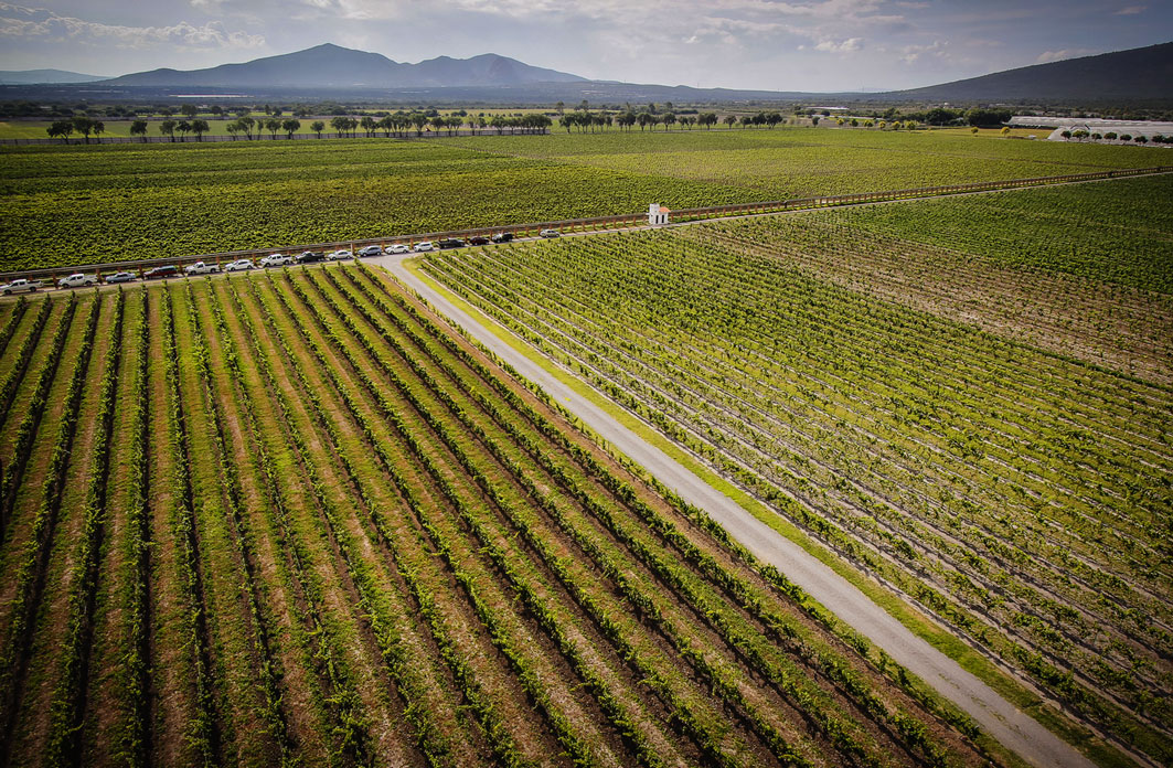 Vinedos Freixenet Sala Vive Mexico Queretaro vinos espumosos