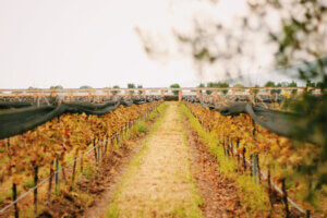 vinedos otono freixener sala vive