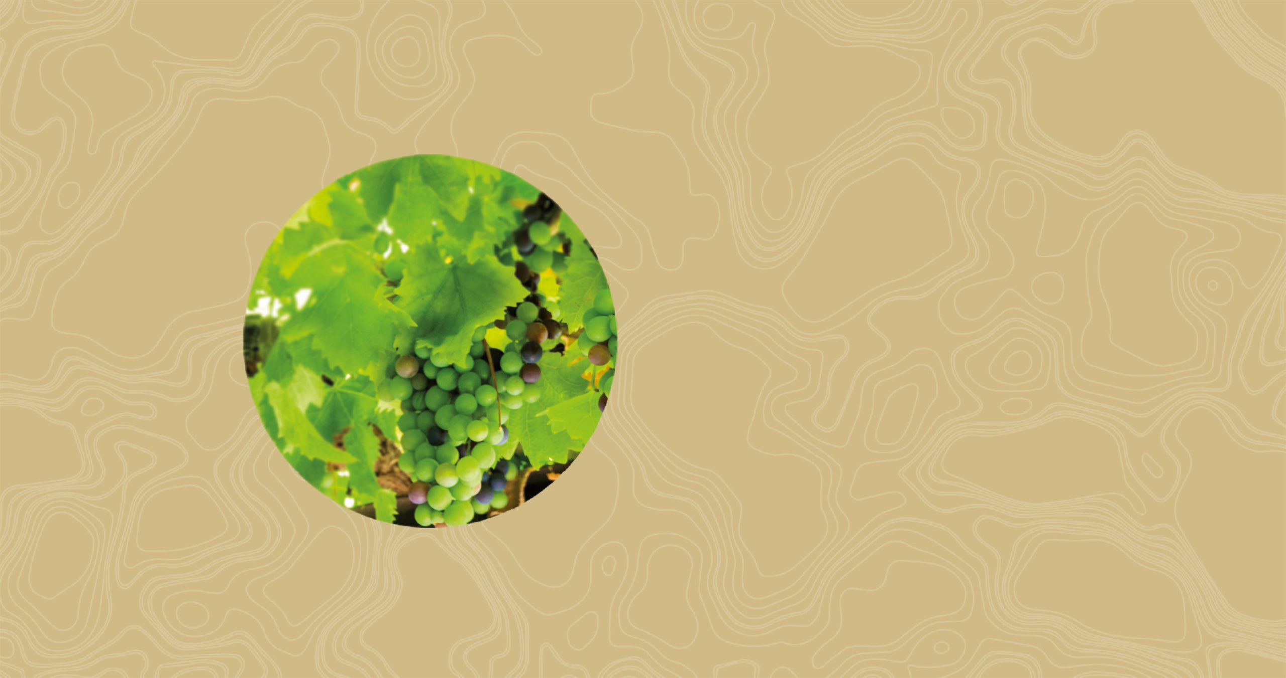 Petillant vinos espumosos ugni blanc Freixenet Mexico scaled