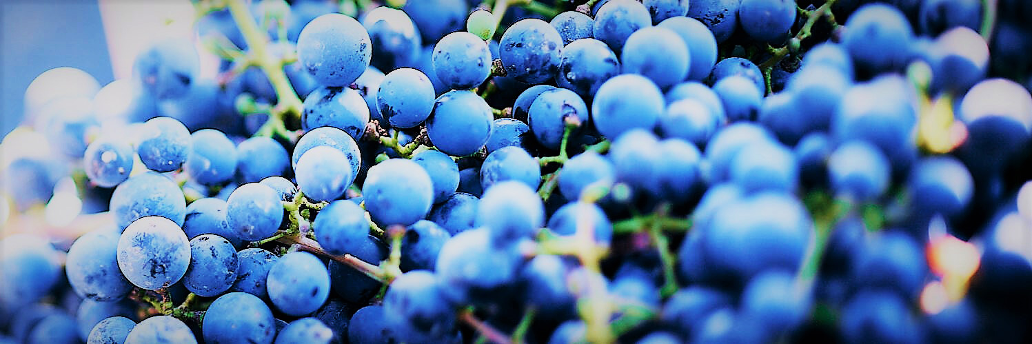 Vendimia Freixenet Mexico 2022