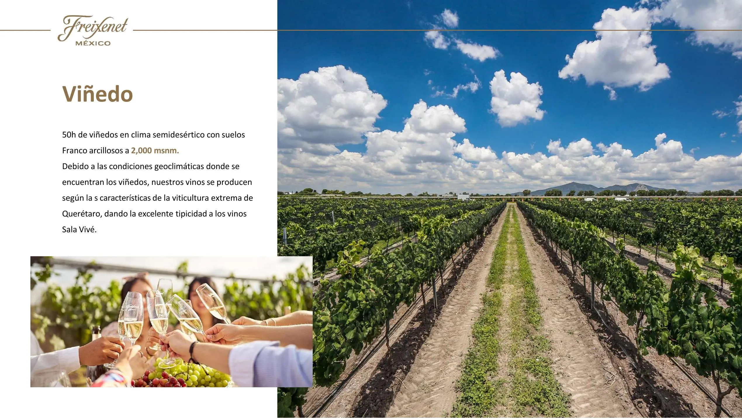 Freixenet Mexico Sala Vive 03 jpg