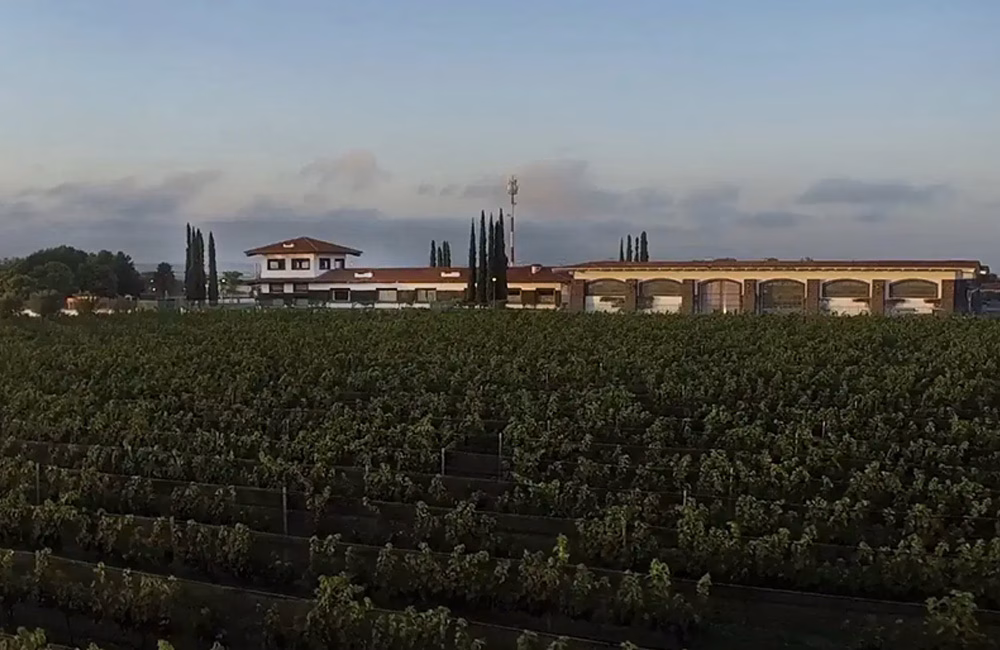 Sala Vive vinos Queretaro