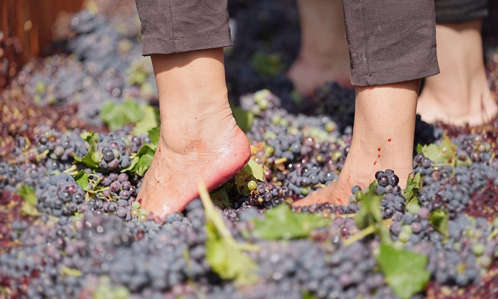 Sala Vive Vendimia Eventos Anuales