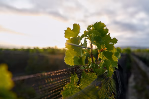 FREIXENET 07 2024 DSC09277