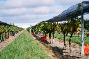 Los mejores viñedos para visitar en Querétaro este 2026 4 SALA VIVE 092025 DSC08709